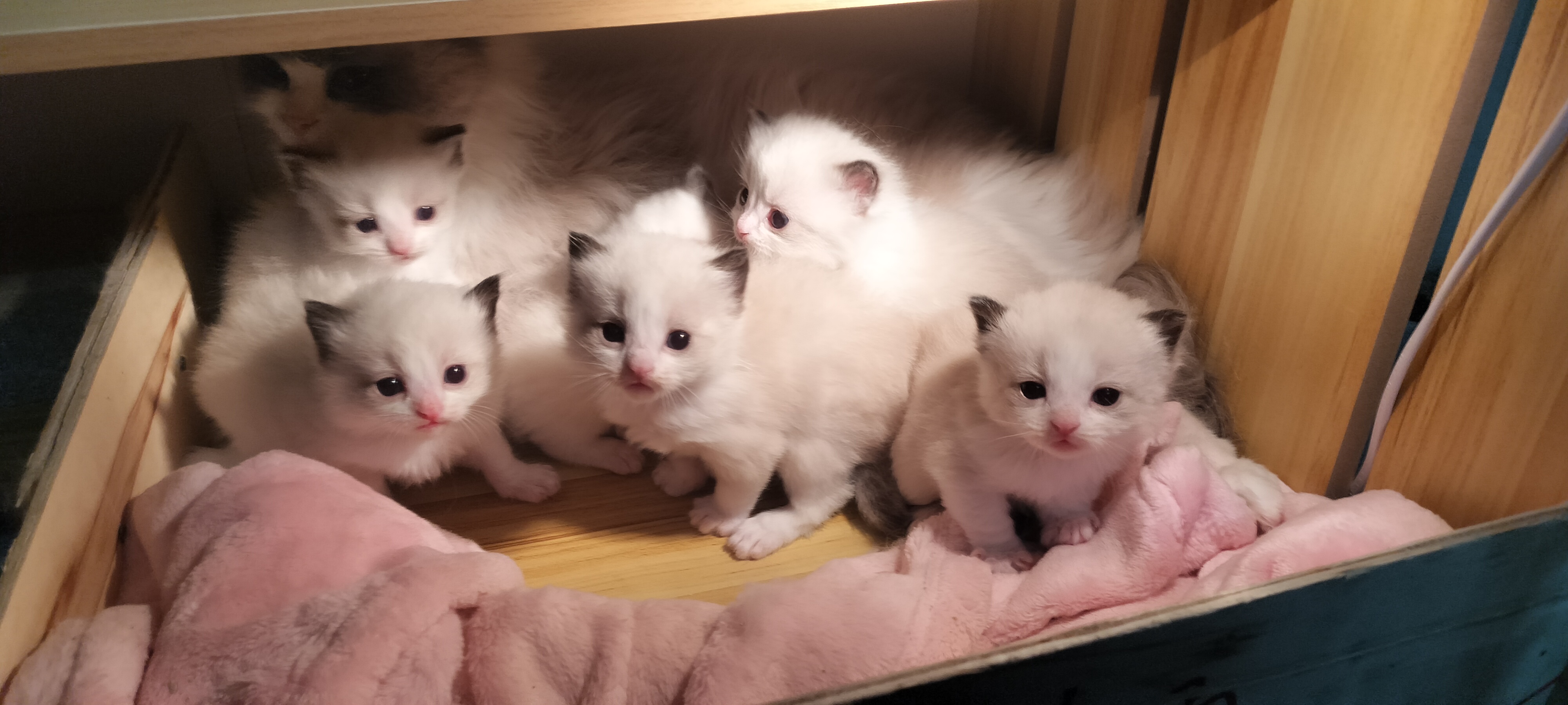 传统布偶猫/新脸布偶猫/繁育级布偶猫
